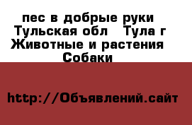 пес в добрые руки - Тульская обл., Тула г. Животные и растения » Собаки   